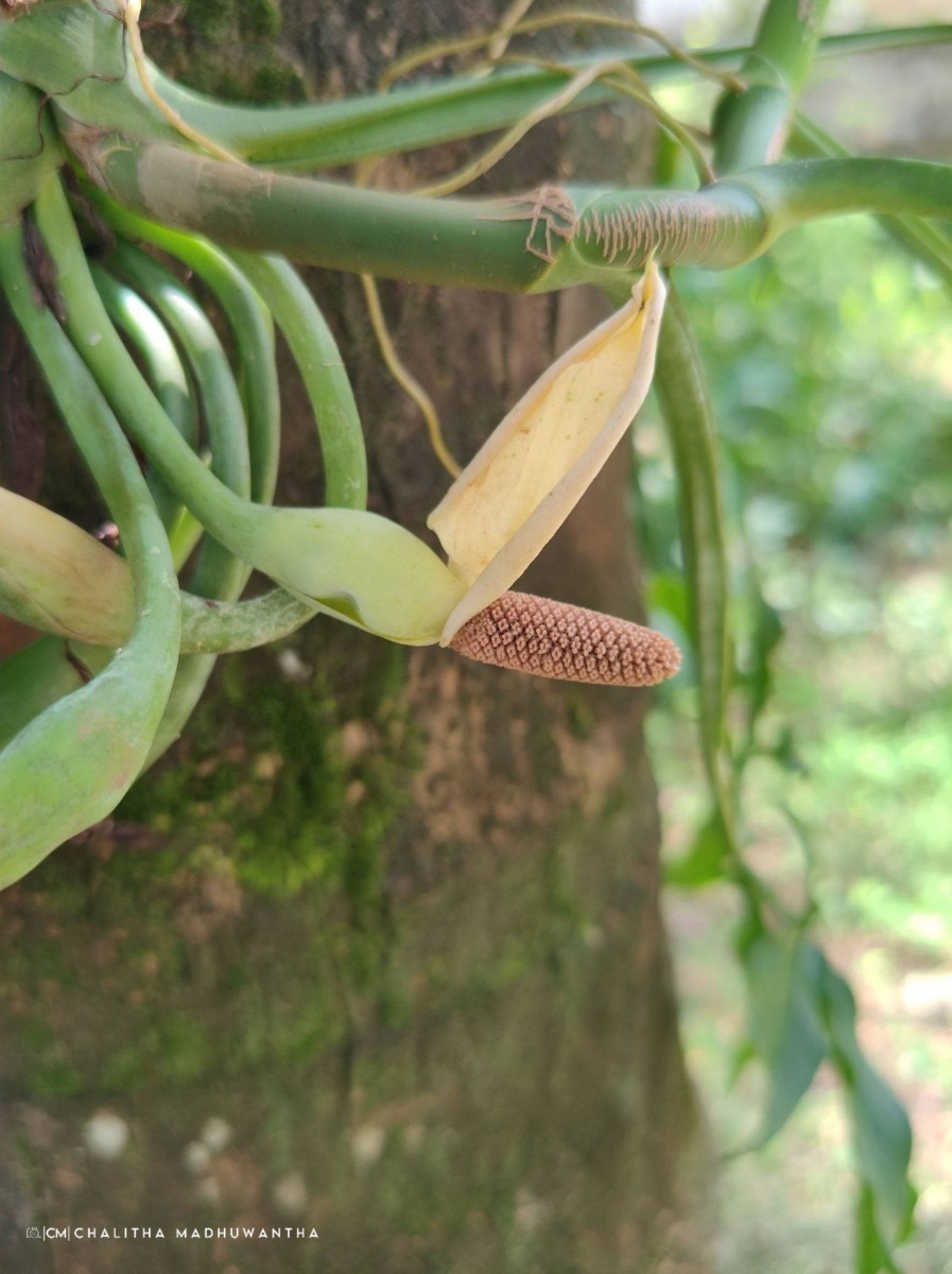 Syngonium angustatum Schott